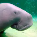 TheCommunistManatee's avatar